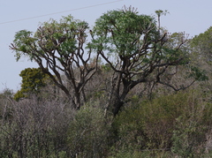 Cussonia spicata