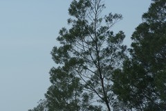 Acacia mearnsii