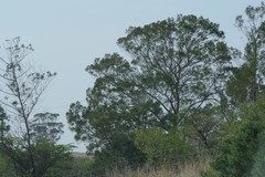 Acacia mearnsii
