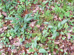Pulmonaria longifolia