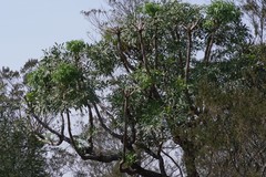 Cussonia spicata