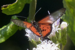 Acraea strattipocles
