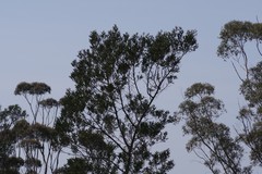 Acacia mearnsii