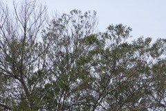 Acacia mearnsii
