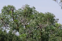 Cussonia spicata