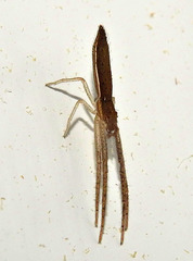 Monaeses paradoxus