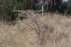 Vachellia karroo