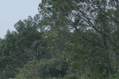 Acacia mearnsii