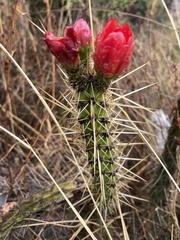 Corryocactus erectus