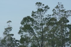 Acacia mearnsii