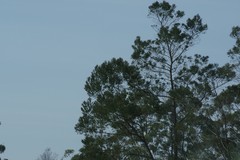 Acacia mearnsii