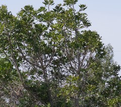 Harpephyllum caffrum