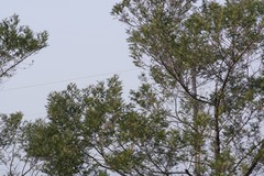 Acacia mearnsii