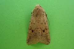 Agrochola blidaensis
