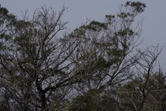Acacia mearnsii
