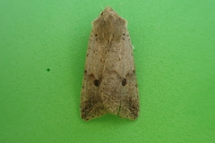 Agrochola blidaensis