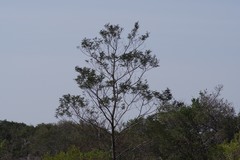 Acacia mearnsii