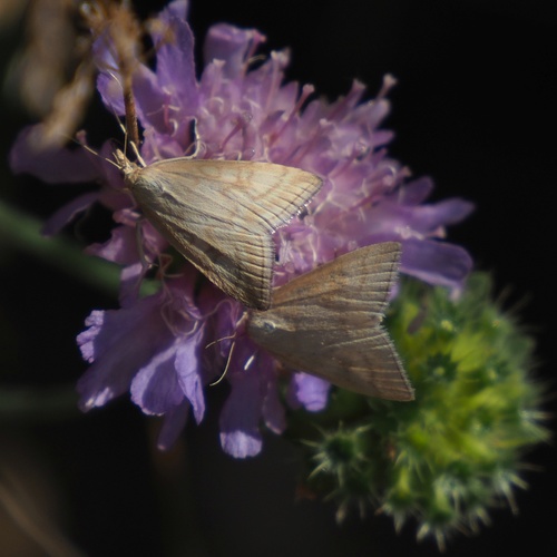 Pale Straw Pearl, 12020 Morinesio, Province of Cuneo, Italy, photo 10 of 10