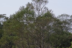 Acacia mearnsii