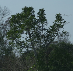 Harpephyllum caffrum