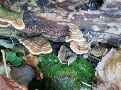 Stereum subtomentosum