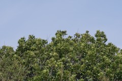 Harpephyllum caffrum