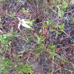 Rhynchospora colorata image