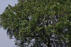 Harpephyllum caffrum