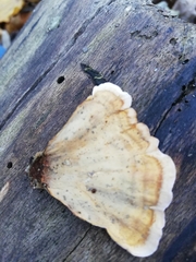 Stereum subtomentosum