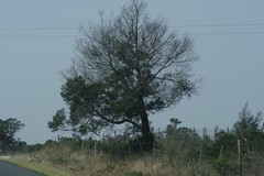 Acacia mearnsii
