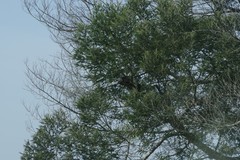 Acacia mearnsii