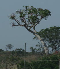 Cussonia spicata