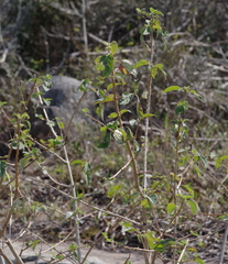 Lantana camara