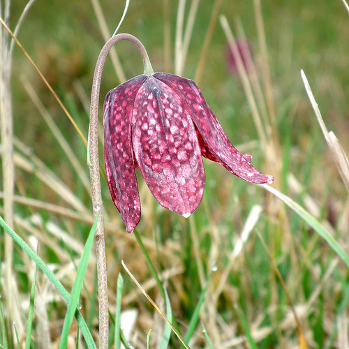 Fritillaria meleagris