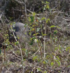 Lantana camara