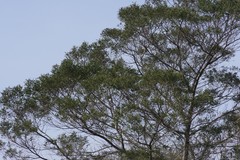 Acacia mearnsii