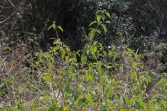 Lantana camara