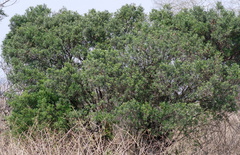 Diospyros dichrophylla