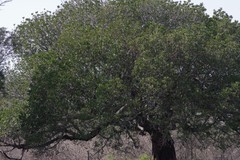 Harpephyllum caffrum