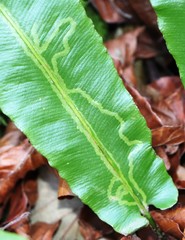 Phytomyza scolopendri