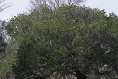 Harpephyllum caffrum
