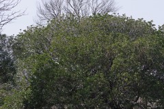 Harpephyllum caffrum