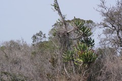 Euphorbia triangularis