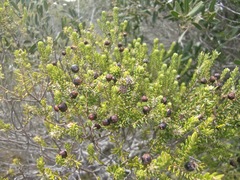 Phylica axillaris