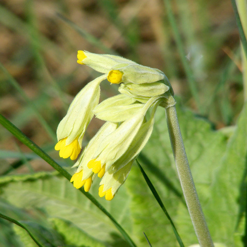 Primula veris