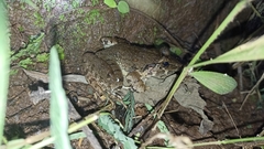 Limnonectes macrodon