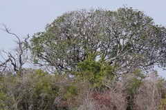 Harpephyllum caffrum