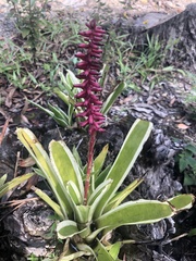 Aechmea gamosepala