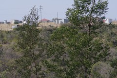 Acacia mearnsii