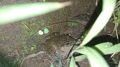 Limnonectes macrodon